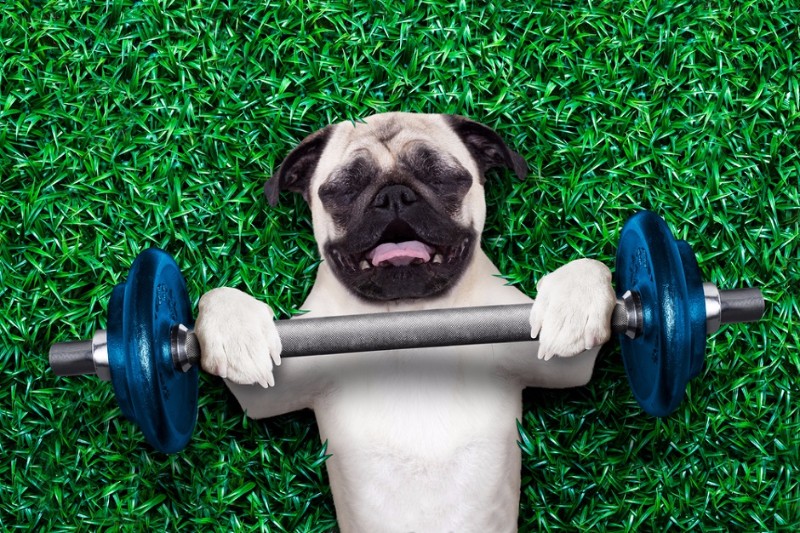 product-design-jobs-pug-weightlifting-m.jpg